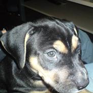 Amerikansk staffordshire terrier Cæsar