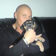 Amerikansk staffordshire terrier Cæsar