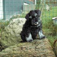 Dvaergschnauzer Todde