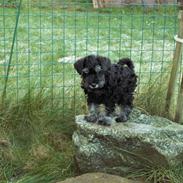 Dvaergschnauzer Todde
