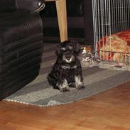 Dvaergschnauzer Todde
