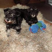 Dvaergschnauzer Todde