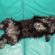 Dvaergschnauzer Todde