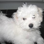 Bolognese Willy R.I.P