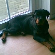 Rottweiler Molly