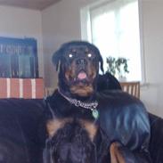 Rottweiler Molly