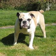 Engelsk bulldog Fiona RIP