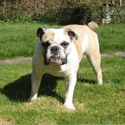 Engelsk bulldog Fiona RIP 