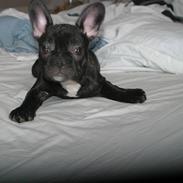 Fransk bulldog Nala