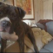 Amerikansk staffordshire terrier cezar