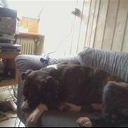 Amerikansk staffordshire terrier cezar