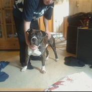 Amerikansk staffordshire terrier cezar