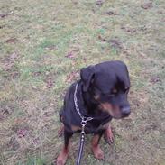 Rottweiler Qudo *Rip*