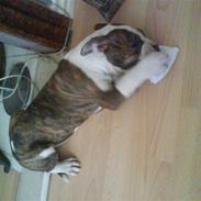 Amerikansk bulldog anpalas Bella Donna