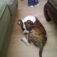 Amerikansk bulldog anpalas Bella Donna