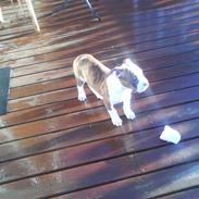 Amerikansk bulldog anpalas Bella Donna