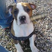 Amerikansk bulldog anpalas Bella Donna