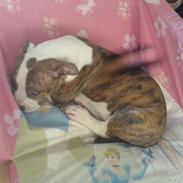 Amerikansk bulldog anpalas Bella Donna