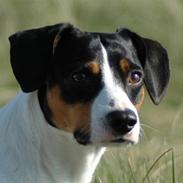 Dansk svensk gaardhund Lillebror