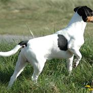 Dansk svensk gaardhund Lillebror