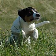 Dansk svensk gaardhund Lillebror