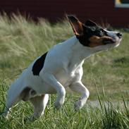 Dansk svensk gaardhund Lillebror