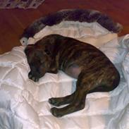 Blanding af racer Chica