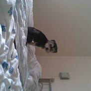 Bichon havanais sir Cody