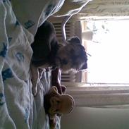 Bichon havanais sir Cody