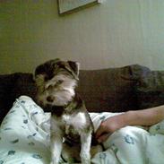 Bichon havanais sir Cody