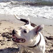 Staffordshire bull terrier Freja (Liza Kabri)