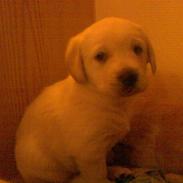 Labrador retriever Bella