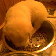 Labrador retriever Bella