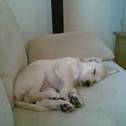 Labrador retriever Bella