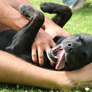 Labrador retriever Oskar the Bæver