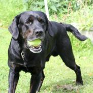 Labrador retriever Oskar the Bæver