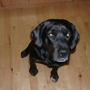 Labrador retriever Oskar the Bæver