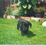Labrador retriever Oskar the Bæver