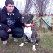 Amerikansk staffordshire terrier cezar