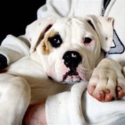 Amerikansk bulldog Lucy Lui