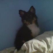 Shetland sheepdog coco