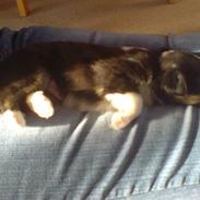 Shetland sheepdog coco