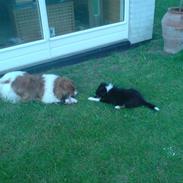 Shetland sheepdog coco