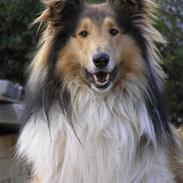 Collie langhåret Adiors batman forever