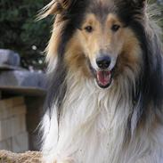 Collie langhåret Adiors batman forever