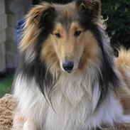 Collie langhåret Adiors batman forever
