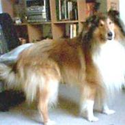 Collie langhåret Adiors batman forever