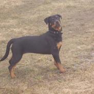 Rottweiler LAIKA