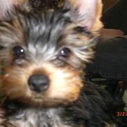 Yorkshire terrier Jazz