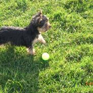 Yorkshire terrier Jazz